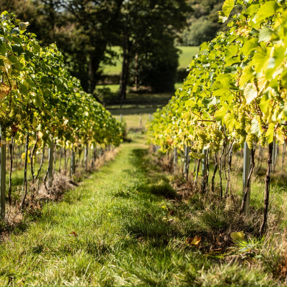 Knotfield Vineyard Tour & Tasting Experience